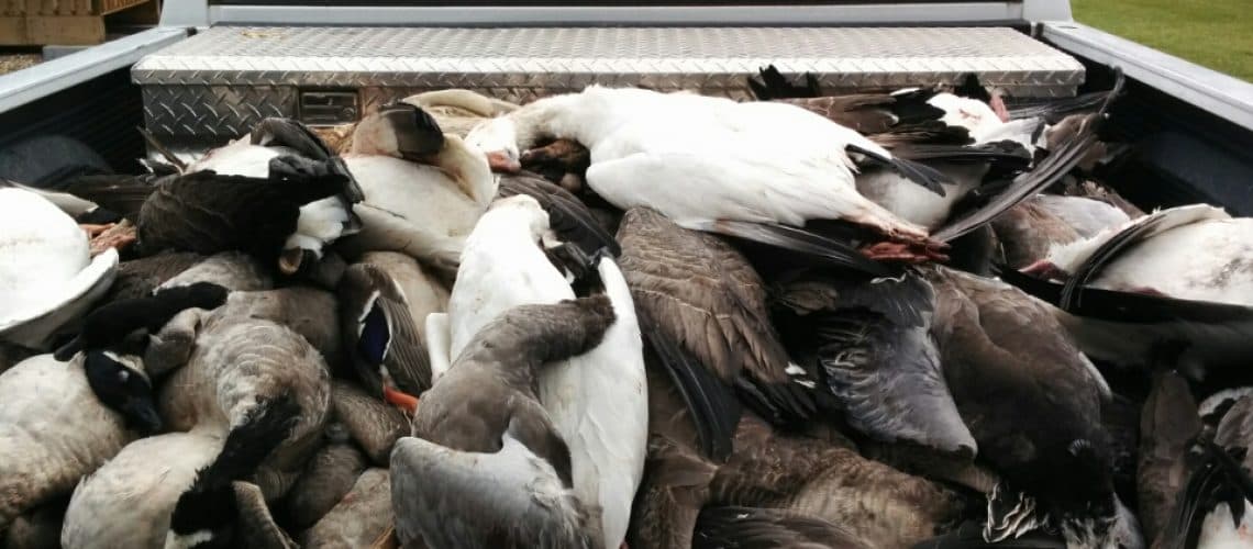 Why we fell in love with DOA Decoys
