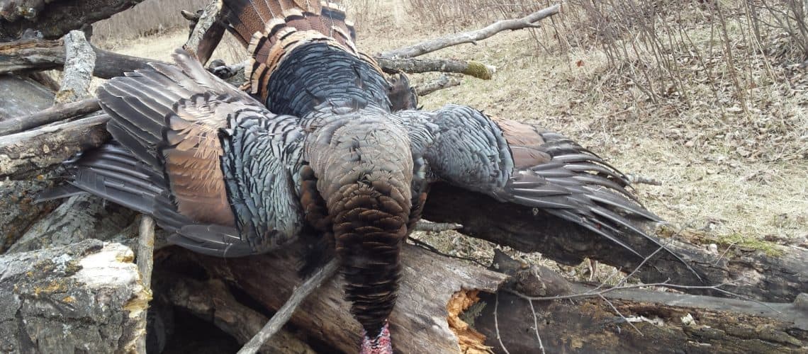 Manitoba Turkey Hunt
