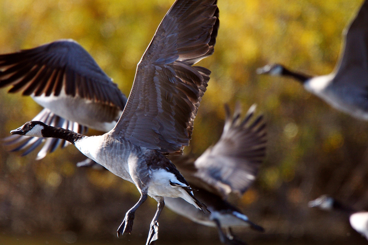 Where Do the Birds Go in Winter?